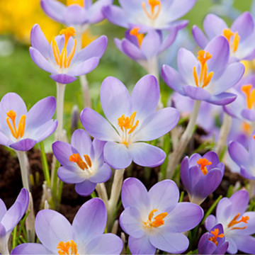 Brândușe mov (Crocus Barr's purple), bulbi crocus, flori mov