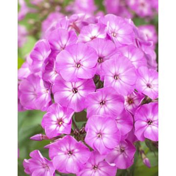Brumarele (Phlox paniculata famous Light purple), planta perena, planta parfumata, flori mov