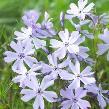 Brumarele (Phlox subulata Emerald Cushion Blue) ghiveci 2 l - Img 2