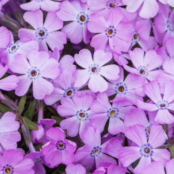 Brumarele (Phlox subulata fabulous dark rose eye), vesnic verde, planta perena, planta parfumata