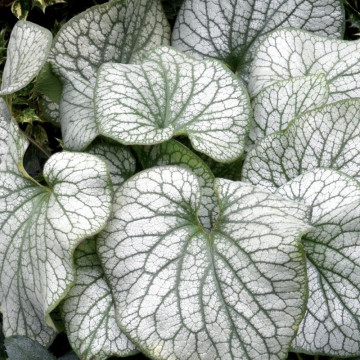 Brunnera macr. Alexanders great, planta acoperitoare de sol - Img 3