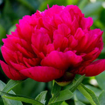 Bujor rosu (Paeonia 'Kansas'), arbust ornamental, planta parfumata, flori roz
