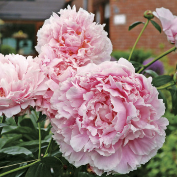 Bujor Sarah Bernhardt(Paeonia Sarah Bernhardt)