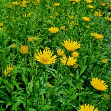 Buphthalmum salicifolium Golden Yellow, planta perena, flori galbene - Img 2