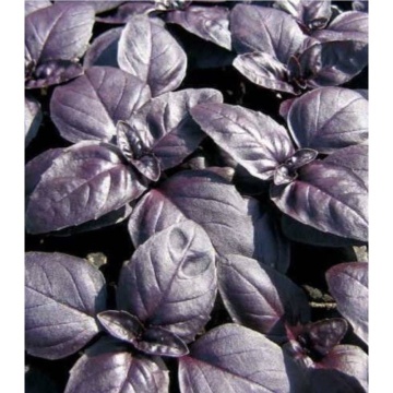 Busuioc rosu (Ocimum basilicum violetto)