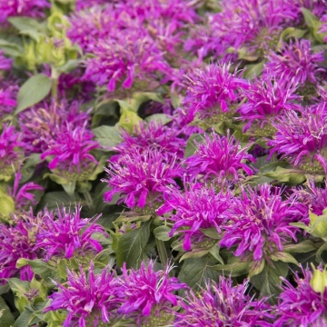Busuioc Turcesc (Monarda Didyma Balmy Lilac) ghiveci 2 l, planta perena, planta aromatica, planta medicinala - Img 2