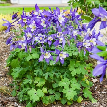 Caldaruse (Aquilegia caerulea Spring Magic Blue White), planta perena, flori alb, albastru - Img 3
