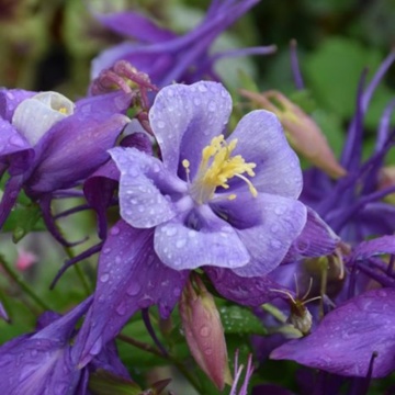 Caldaruse (Aquilegia EarlyBird Purple Blue), planta perena, flori alb, albastru - Img 2
