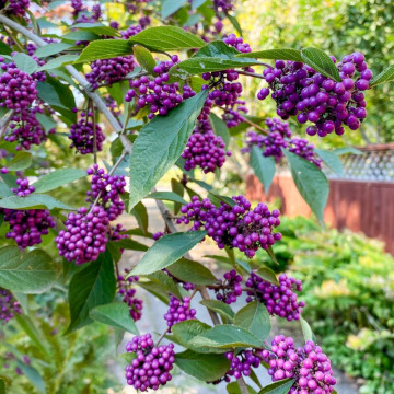 Calicarpa (Callicarpa bodinieri Giraldii) ghiveci 2 l - Img 5