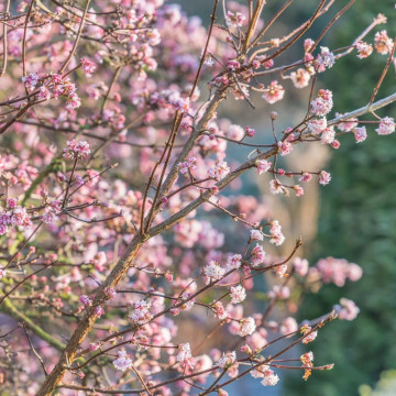 Calin de iarna (Viburnum x bodnantense Charles Lamont), arbust ornamental - Img 3