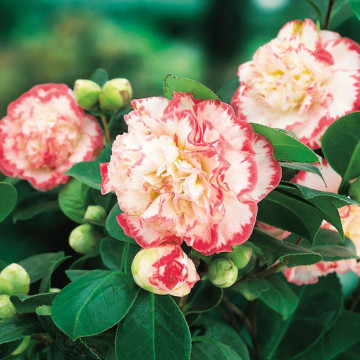 Camelie (Camelia jap. Margaret Davis), vesnic verde, planta ornamentala, flori alb, roz
