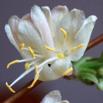 Caprifoi parfumat (Lonicera fragrantissima) ghiveci 1.5 l - Img 2