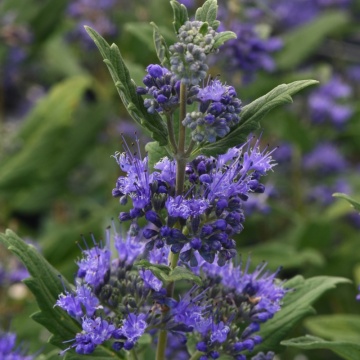 CARYOPTERIS CLANDONENSIS EMERALD CREST - BARBA ALBASTRA - Img 2