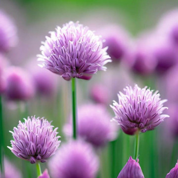 Ceapa de frunze (Allium schoenoprasum), bulbi allium, flori mov