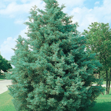 Chiparos de Arizona (Cupressus arizonica), planta gard viu, vesnic verde, frunzis albastru - Img 2
