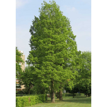 Chiparos de balta (Taxodium distichum)