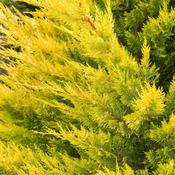 Chiparos leyland galben (Cupressocyparis leylandii Gold rider), planta gard viu, vesnic verde, frunzis galben - Img 3