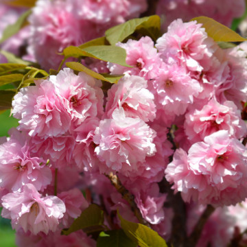 Cires japonez roz (Prunus serrlulata Kanzan), planta ornamentala, gradina japoneza, planta parfumata