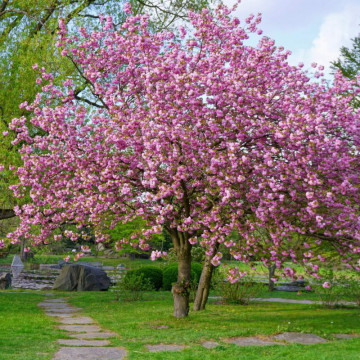 Cires japonez roz (Prunus serrulata Pink Perfection) ghiveci 2L, planta ornamentala, gradina japoneza, planta parfumata - Img 3