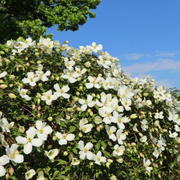 Clematita (Clematis Chrysocoma) - Img 2