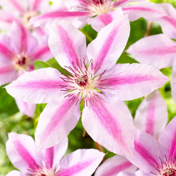 Clematita (Clematis Nelly Moser), planta gard viu, planta cataratoare, flori roz - Img 1