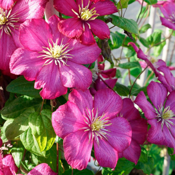 Clematita (Clematis Ville De Lyon), planta cataratoare, flori rosu - Img 1