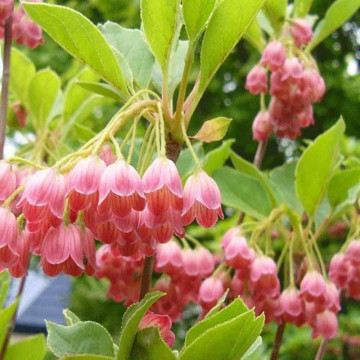 Clopotei arbust (Enkianthus campanulatus), arbust ornamental, flori roz - Img 2