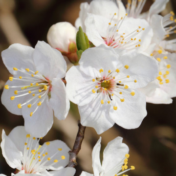 Corcodus (Prunus cerasifera), planta gard viu, pom fructifer