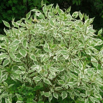 Corn decorativ (Cornus alba Sibirica Variegata), planta gard viu, arbust ornamental, frunzis verde-argintiu - Img 3