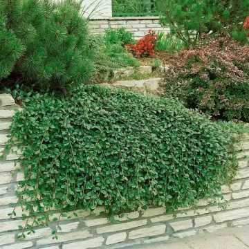 Cotoneaster (Cotoneaster p. Queen of carpets), vesnic verde, arbust ornamental, flori alb, rosu, roz