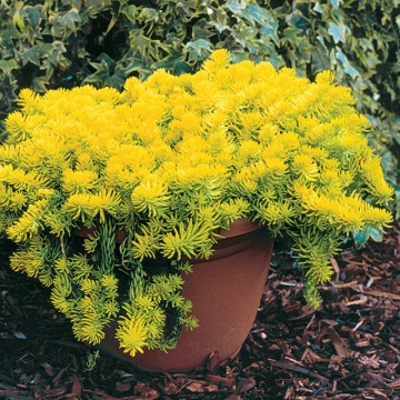 Covoras galben (Sedum rupestre Angelina)