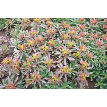 Covoras ( Sedum Golden Yellow), planta acoperitoare de sol - Img 2