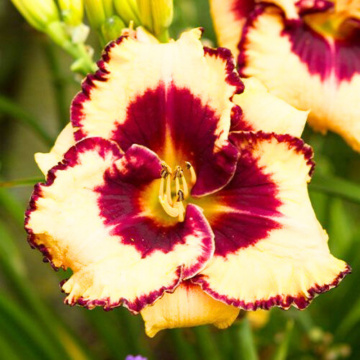 Crin de o zi (Hemerocallis 'open my eyes'), bulbi crini, flori maro