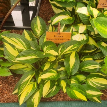 Crin de toamna (Hosta lakeside Little Tuft)