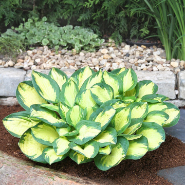 Crin de toamna (Hosta 'Popcorn'), bulbi crini, flori mov - Img 2