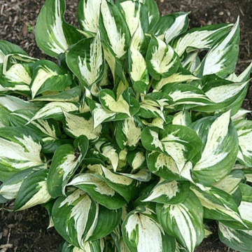 Crin de toamna (Hosta Revolution), bulbi crini, flori mov