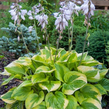 Crin de toamna (Hosta Summer Breeze), bulbi crini, flori mov - Img 2