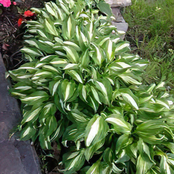 Crin de toamna (Hosta undulata 'Mediovariegata')