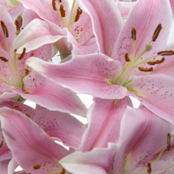 Crini Asiatic pink 14/16 (Lilies Asiatic pink)