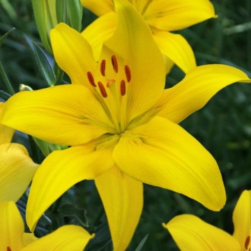 Crini galbeni (Lilium Asiatic Yellow) - Img 2