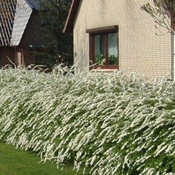 Cununita alba (Spiraea cinerea Grefsheim), planta gard viu, arbust ornamental, flori alb - Img 3