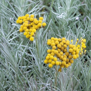 Curry (Helichrysum compact), vesnic verde, planta perena, planta aromatica - Img 2
