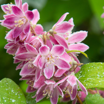 Deutia (Deutzia scabra Tourbillon rouge), planta gard viu, arbust ornamental