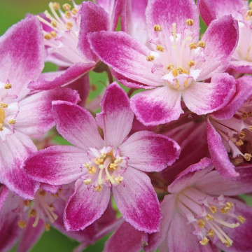Deutzia roz (Deutzia hybrida Strawberry Fields), planta gard viu, arbust ornamental, flori alb, roz