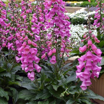 Digitalis ( Digitalis panther)