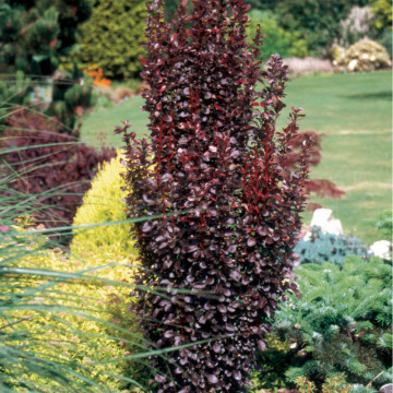 Dracila rosie columnara (Berberis th. Red rocket), planta gard viu, arbust ornamental, gradina japoneza - Img 3