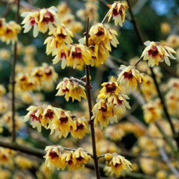 Dulceata iernii (Chimonanthus praecox), arbust ornamental, gradina japoneza, planta parfumata - Img 3