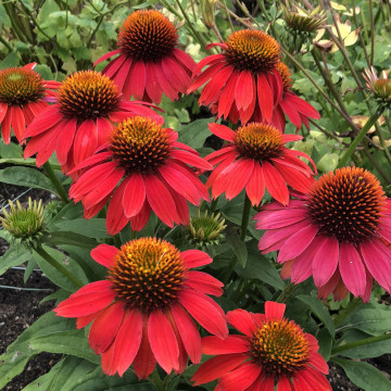 Echinacea purpurea Lakota red