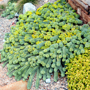 Euforbie (Euphorbia myrsinites), vesnic verde, planta acoperitoare de sol - Img 4