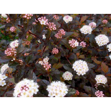 Fisocarpus (Physocarpus opulifolius Diabolo), planta cu flori, flori alb, roz, frunzis rosu - Img 3